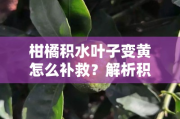 柑橘積水葉子變黃怎么補(bǔ)救？解析積水原因與有效防治措施