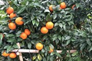 新一代柑橘爭(zhēng)霸戰(zhàn)：第一名嶄露頭角，款式各異