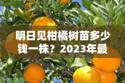 明日見(jiàn)柑橘樹(shù)苗多少錢(qián)一株？2023年最新市場(chǎng)價(jià)格及選購(gòu)指南