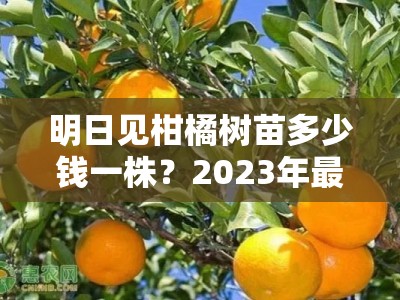 明日見(jiàn)柑橘樹(shù)苗多少錢(qián)一株?2023年最新市場(chǎng)價(jià)格及選購(gòu)指南
